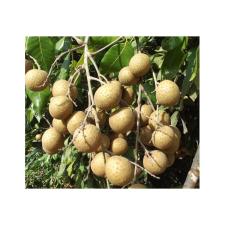 Dimocarpus longan 'Edor' (grafted)(fruit tree) 140 по 3200р