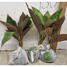 Аглаонема Красная Армия. / Aglaonema Army red A-77