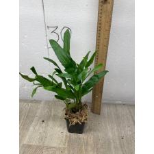 Microsorum scolopendra compact - Laua'e in Hawaii