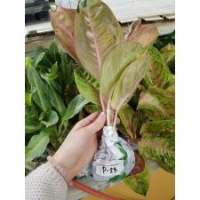 Aglaonema P-23 Moon lightPink