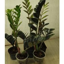 Zamioculcas zamiifolia SP (black leaf) 