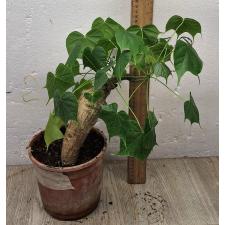 стеркулия колората каудекс длинный / sterculia colorata caudex long