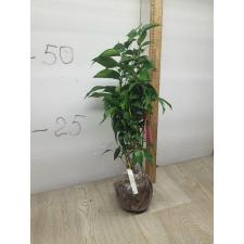 Jasminum nitidum (not variegated) 149