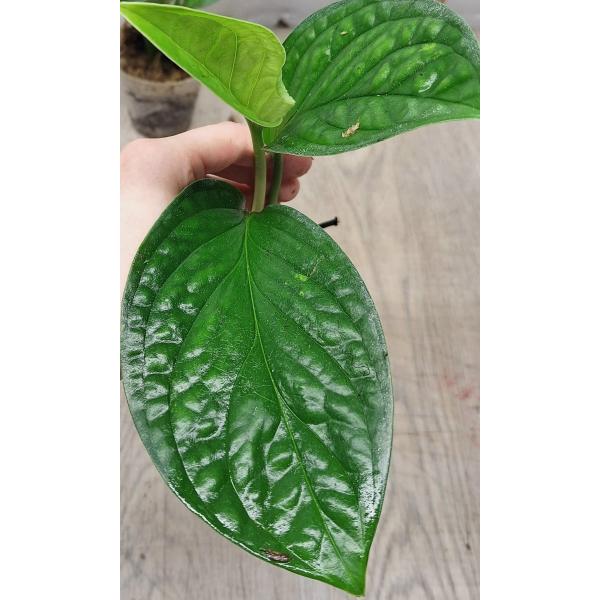 Монстера сп. Сиам Монстера / Monstera sp. Siam Monster (S)