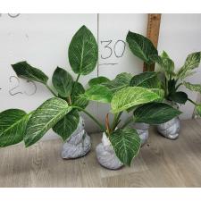 Philodendron birkin