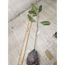 Careya sphaerica (green leaf)(seedling) 41
