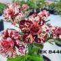 Adenium EK 8448