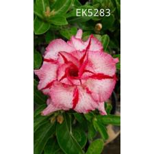 Adenium sp 5283