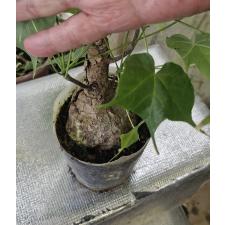 стеркулия колората каудекс круглый / sterculia colorata caudex round