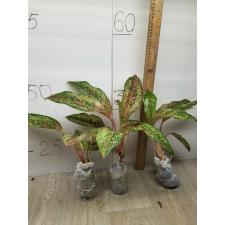 Aglaonema 20 Karat A-2