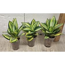Sansevieria golden Hahnii