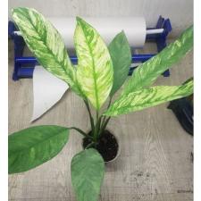 spathiphyllum sp variegata 2500p