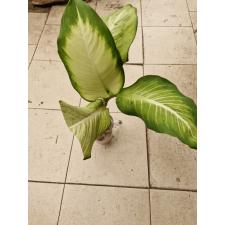 dieffenbachia sp thailand 950p