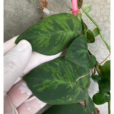 Rhaphidophora sp. Indonesia variegated Twotone 431