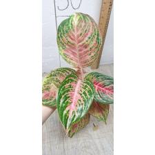 Aglaonema Maha Nakorn в стакане