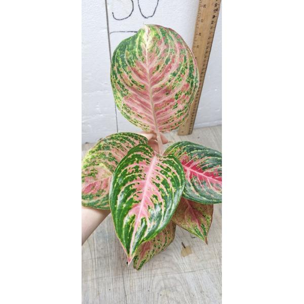 Aglaonema Maha Nakorn в стакане