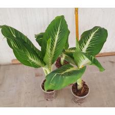 Dieffenbachia Sterling (Compact form) стакан