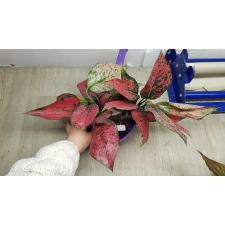 Aglaonema Magenta 19 november.