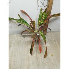 Codiaeum B-9 Tri num tok