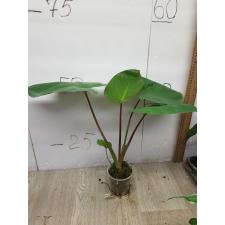 Homalomena sp pot 400p