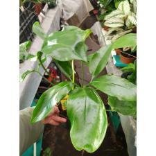 Philodendron 'fun Bun' green wonder 14 cm pot