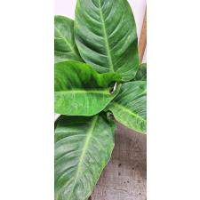 Philodendron imperial Green М