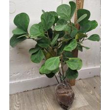 Фикус дельтовидный "Гиганский лист" / Ficus deltoidea 'Giant leaf'