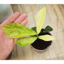 Zamioculcas zamiifolia variegated (big leaf)(yellow var) pot 1