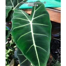 Alocasia micholitziana x sib 3"