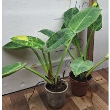 Филодендрон конго варегатная. / Philodendron congo variegated 