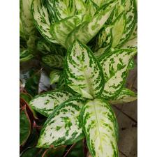 Aglaonema Platinum white