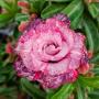 Adenium pink crown