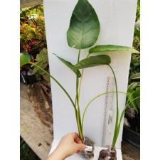 Schismatoglottis wallichii (silver form) 282/1