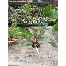 Anthurium variegated sp 8