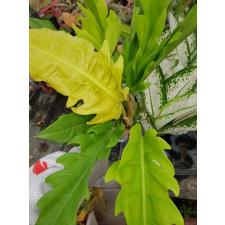 philodendron sp golden crocodile