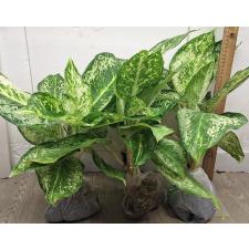 Аглаонема 3 Бриллианта / Aglaonema 3 diamonds A-4