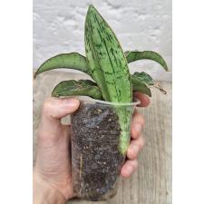 Сансевиерия Клеопатра. / Sansevieria Cleopatra 