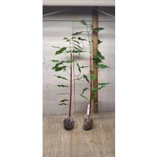 Syzygium aromaticum (Гвоздичное дерево)