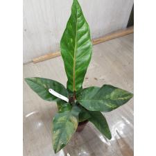Anthurium variegated sp 6