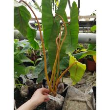 Philodendron billetiae (orange petiole) L 534