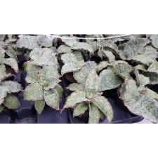 Sansevieria 'Star Green Granite' (P9) pot