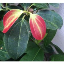 Cinnamomum zeylanicum 49