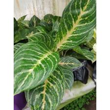 Aglaonema sp hybrid