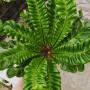 Asplenium Cobra M