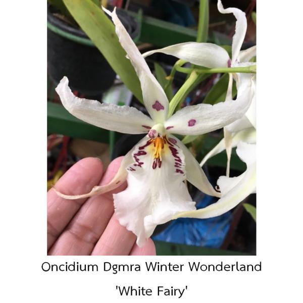 Онцидиум Дегармара “Винтер Вондерленд” ‘Уайт Фейри’ / Oncidium Dgmra. Winter Wonderland ‘White Fairy’