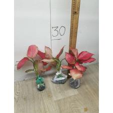 Aglaonema Super Pink A-41