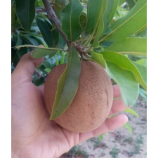 Манилкара запота "Гиганский фрукт" / Manilkara zapota 'Giant fruit' 176
