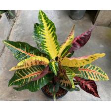 Codiaeum Flame Dragon