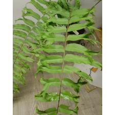Nephrolepis sp.(T02) pot