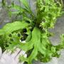 Polypodium Splendor.